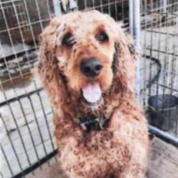 Marley -  Standard Poodle and Golden Retriever Dog for Adoption in Baton Rouge, Louisiana - Marley | PetCurious