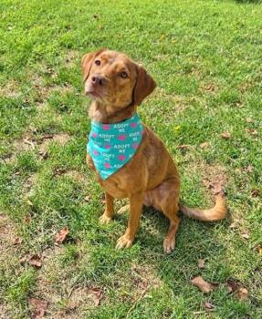 Lee -  Beagle and Retriever Dog for Adoption in Evansville, Indiana - Lee | PetCurious