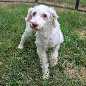 Rescue Schnauzer and Poodle Dogs for Adoption in Houston, Texas - Ripley | PetCurious