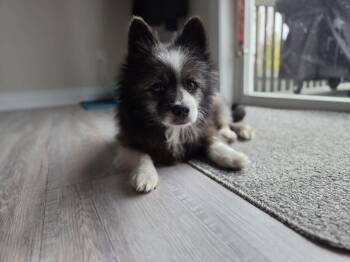 Simon -  Pomeranian Dog for Adoption in Didsbury, Alberta - Simon | PetCurious