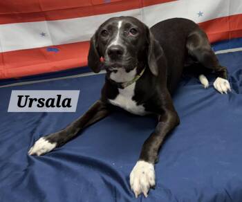 Ursala -  Mixed Breed Dog for Adoption in Urbana, Ohio - Ursala | PetCurious
