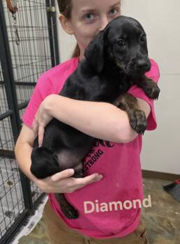 Rescue Labrador Retriever and Hound Dogs for Adoption in Bolivar, Tennessee - Diamond #25225 | PetCurious
