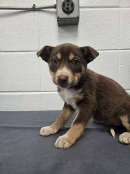 Husky and Labrador Retriever Dogs Available for Adoption - Sleepy | PetCurious