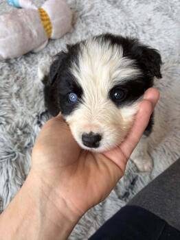 Border Collie Dogs Available for Adoption - Macadamia (AL) | PetCurious