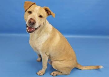 CHIEF -  Labrador Retriever and Mixed Breed Dog for Adoption in Colorado Springs, Colorado - CHIEF | PetCurious