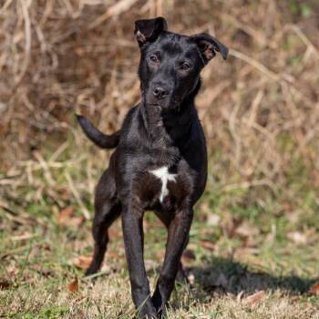 Labrador Retriever and Mixed Breed Dogs Available for Adoption in Henderson, Kentucky - Clayton | PetCurious