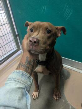 BARKINA TURNER -  Pit Bull Terrier and Mixed Breed Dog for Adoption in Texas City, Texas - BARKINA TURNER | PetCurious