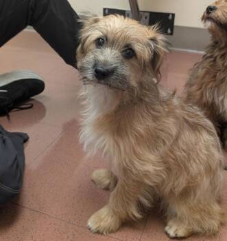 Tiago -  Poodle and Maltese Dog for Adoption in Oakland, California - Tiago | PetCurious
