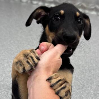 Strauss -  Mixed Breed Dog for Adoption in Wheeling, Illinois - Strauss | PetCurious