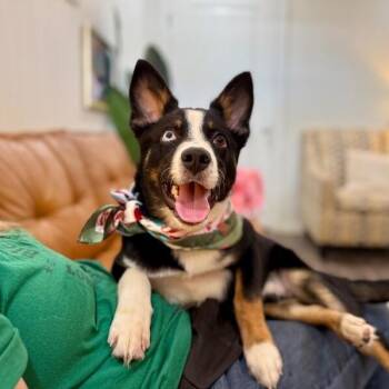 Cheerio the bestest boy Dog -  Corgi and Australian Cattle Dog Blue Heeler Dog for Adoption in Friendswood, Texas - Cheerio The Bestest Boy Dog | PetCurious