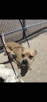 RICK -  Pit Bull Terrier and Mixed Breed Dog Available for Adoption in Killeen, Texas - RICK | PetCurious