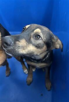 GARNET -  Mixed Breed Dog for Adoption in Dallas, Texas - GARNET | PetCurious
