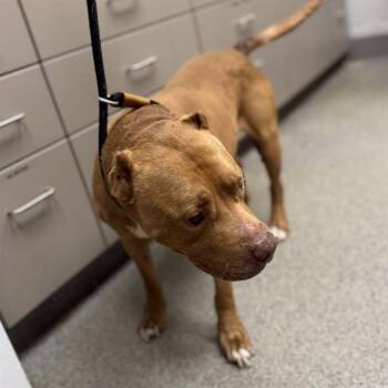 M.C. HAMMER -  Pit Bull Terrier and Mixed Breed Dog for Adoption - M.C. HAMMER | PetCurious