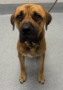 BRONK -  Mastiff and Mixed Breed Dog for Adoption in Indianapolis, Indiana - BRONK | PetCurious
