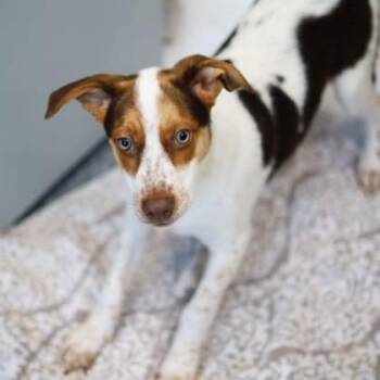 Chrissy -  Mixed Breed Dog for Adoption in Atlanta, Georgia - Chrissy | PetCurious