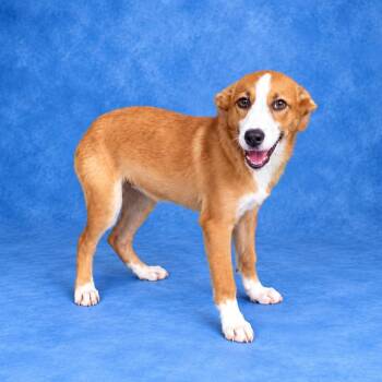 Blanche -  Border Collie Dog for Adoption in Heber Springs, Arkansas - Blanche | PetCurious