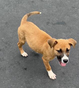 Simon -  Retriever and Boxer Dog for Adoption in Bull Valley, Illinois - Simon | PetCurious