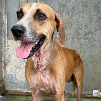 Pepe -  Labrador Retriever Dog for Adoption in Austin, Texas - Pepe | PetCurious