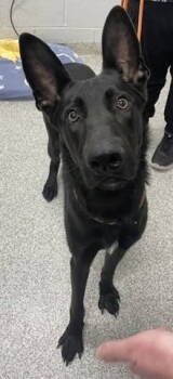 Rescue German Shepherd Dog Dogs for Adoption in Baltimore, Maryland - Cyrus | PetCurious