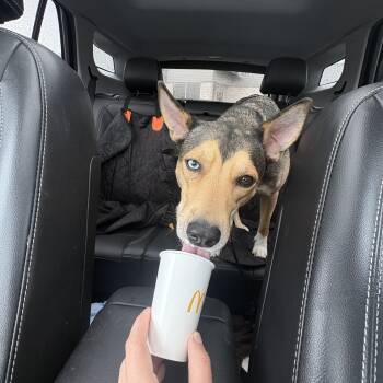 Husky and Shepherd Dogs Available for Adoption in Indiana, Pennsylvania - Cici | PetCurious