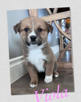 Mixed Breed Dogs Available for Adoption - Viola | PetCurious