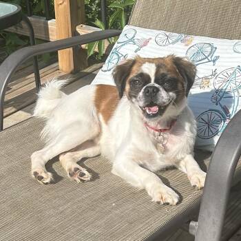 Henderson -  Pug Dog for Adoption in Grafton, Ohio - Henderson | PetCurious