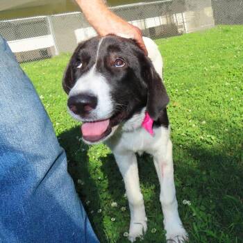 Bacall -  Great Pyrenees and Mixed Breed Dog for Adoption in Wadena, Minnesota - Bacall | PetCurious