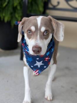 Bentley -  Terrier Dog for Adoption in Gulfport, Mississippi - Bentley | PetCurious