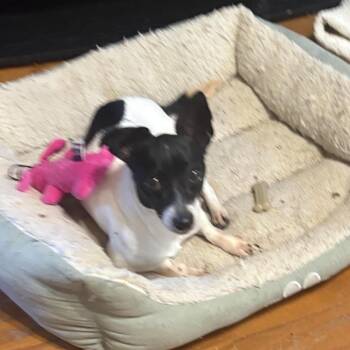 Lemonade Lady -  Chihuahua and Terrier Dog for Adoption in Austin, Texas - Lemonade Lady | PetCurious