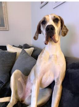Faith ( this is NOT an AFTA DOG ) -  Great Dane Dog for Adoption in Warren, Rhode Island - Faith ( This Is NOT An AFTA DOG ) | PetCurious