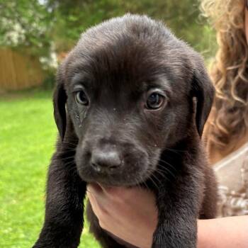 Hound Dogs Available for Adoption in Richmond, Virginia - Acadia | PetCurious