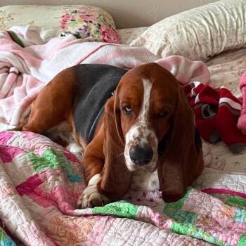 Buddy -  Basset Hound Dog for Adoption in Farragut, Tennessee - Buddy | PetCurious