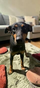 Doberman Pinscher and Shepherd Dogs Available for Adoption in Ventura, California - Lorna | PetCurious