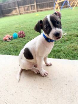 Mickey -  Chihuahua Dog for Adoption in San Antonio, Texas - Mickey | PetCurious