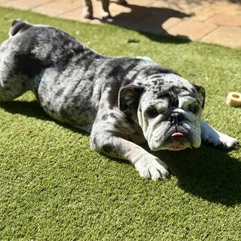 Rescue English Bulldog Dogs for Adoption in Bradenton, Florida - Clementine | PetCurious