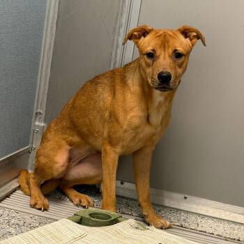 Megara -  Mixed Breed Dog for Adoption in Dayton, Ohio - Megara | PetCurious