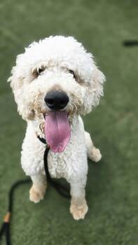 Arlo the Happy Little Spunk -  Standard Poodle Dog for Adoption in Friendswood, Texas - Arlo The Happy Little Spunk | PetCurious