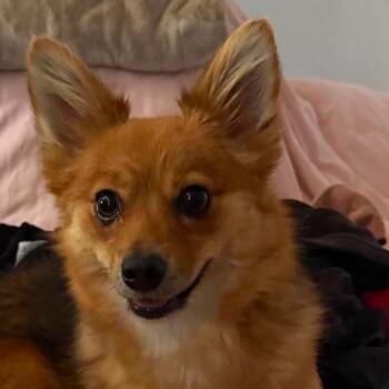 Kota -  Chihuahua and Corgi Dog for Adoption in Otisfield, Maine - Kota | PetCurious