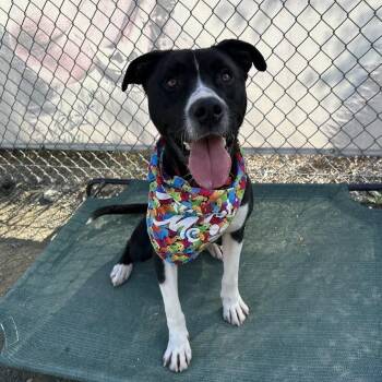 James* -  Pit Bull Terrier Dog for Adoption in San Gabriel, California - James* | PetCurious