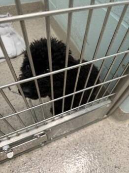 Buddy -  Poodle and Mixed Breed Dog for Adoption in Fishers, Indiana - Buddy | PetCurious