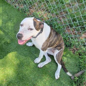 Rescue Mixed Breed Dogs for Adoption in Lake Panasoffkee, Florida - Asics | PetCurious