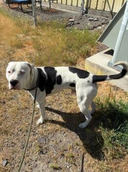 Infinity -  Dogo Argentino Dog Available for Adoption in Phoenix, Oregon - Infinity | PetCurious