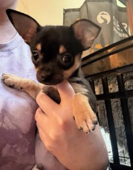 Pirate -  Chihuahua and Mixed Breed Dog for Adoption in Hillsboro, Oregon - Pirate | PetCurious