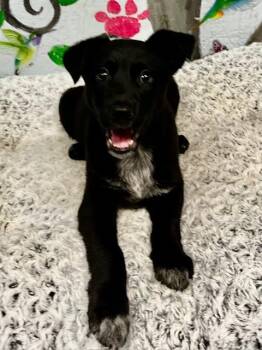 Labrador Retriever Dogs Available for Adoption - Sky Girl 26 | PetCurious