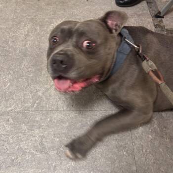 Mixed Breed Dogs Available for Adoption in Philadelphia, Pennsylvania - Blue Bonkers | PetCurious