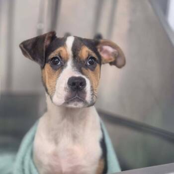 Ally -  Pit Bull Terrier and Mixed Breed Dog for Adoption in Dover, Arkansas - Ally | PetCurious