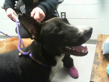 A1268780 -  Labrador Retriever and German Shepherd Dog Dog for Adoption in Charlotte, North Carolina - A1268780 | PetCurious