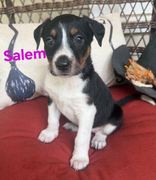 Salem -  American Staffordshire Terrier Dog for Adoption in Blairstown, New Jersey - Salem | PetCurious