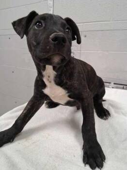 Phase 10 -  Mixed Breed Dog for Adoption in Sevierville, Tennessee - Phase 10 | PetCurious