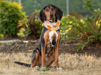 Bessie -  Bloodhound Dog for Adoption in Portland, Oregon - Bessie | PetCurious